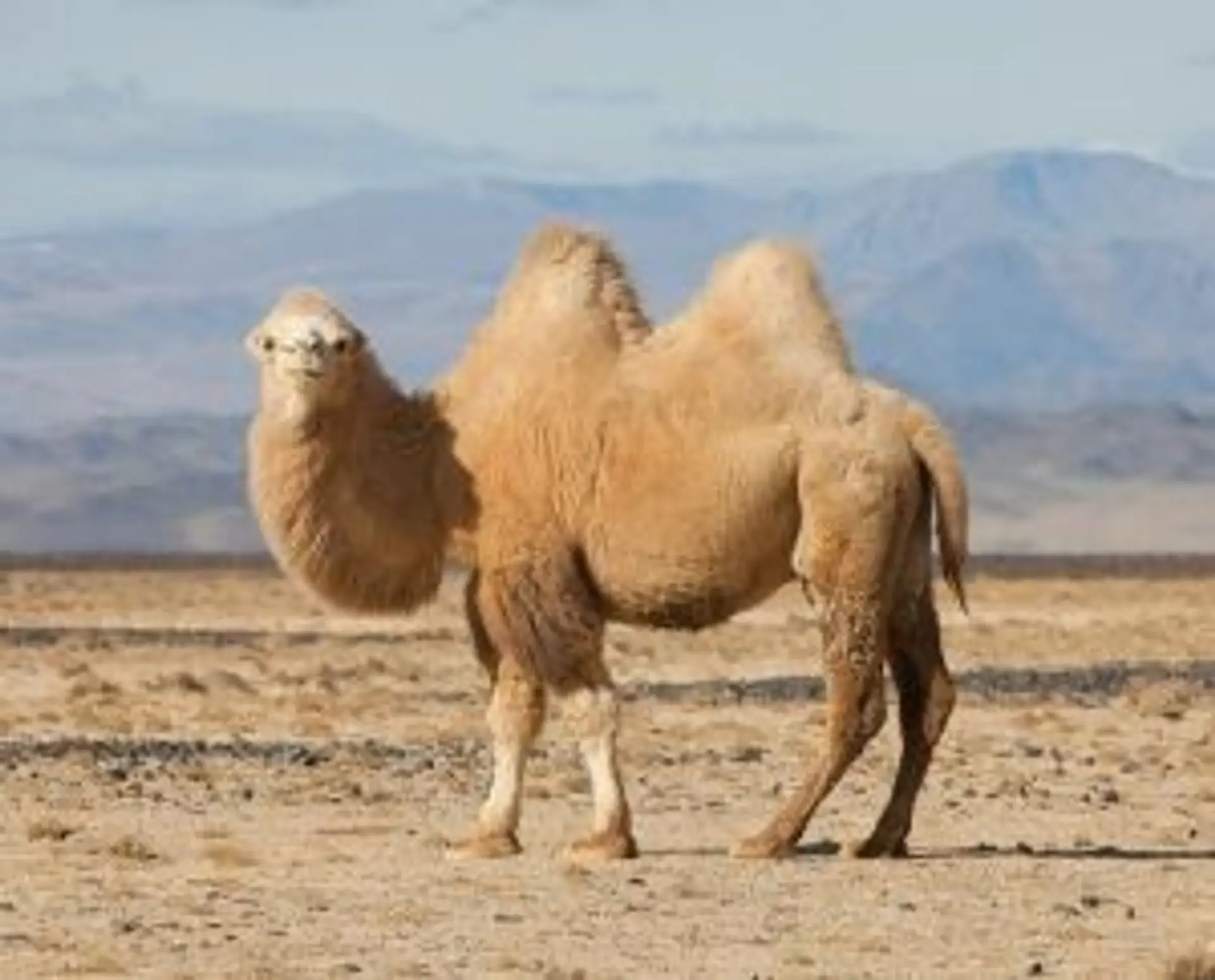 les-animaux-que-vous-croiserez-en-mongolie