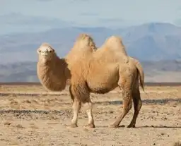 les-animaux-que-vous-croiserez-en-mongolie