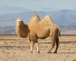 les-animaux-que-vous-croiserez-en-mongolie