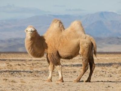 Les animaux que vous croiserez en Mongolie
