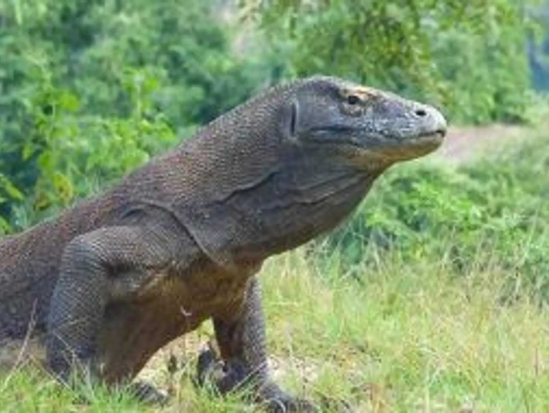 Les 5 activités incontournables de Komodo