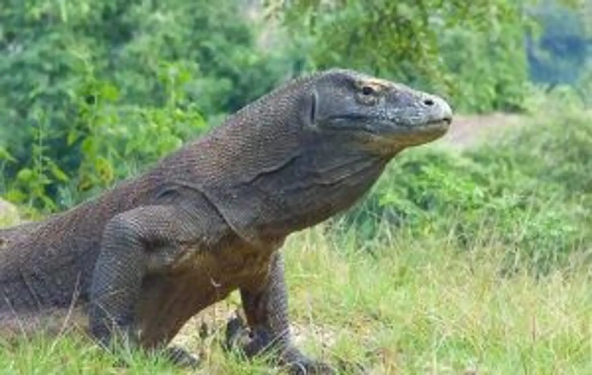 Un dragon de Komodo, le plus grand lézard au monde, sur une plage de sable du parc national de Komodo en Indonésie.