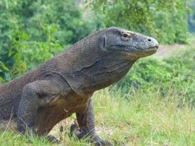 Les 5 activités incontournables de Komodo