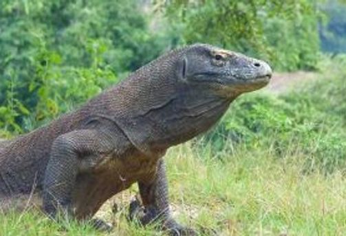 5-activites-incontournables-komodo