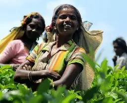 Cueilleuses de thé souriantes dans une plantation des montagnes centrales du Sri Lanka.