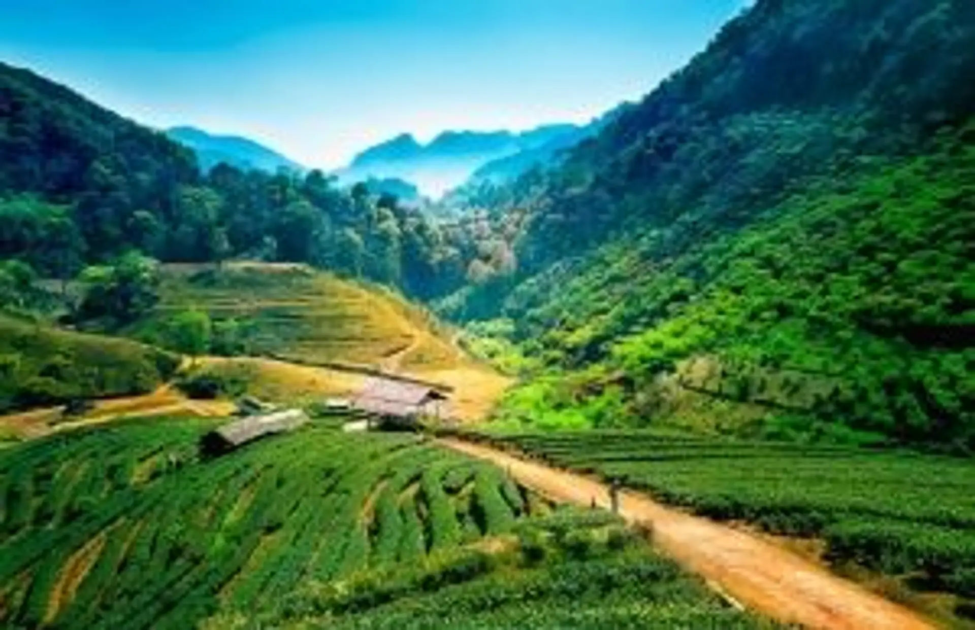 Voyage en Asie – Paysages de plantations de thé verdoyantes dans les montagnes du nord de la Thaïlande