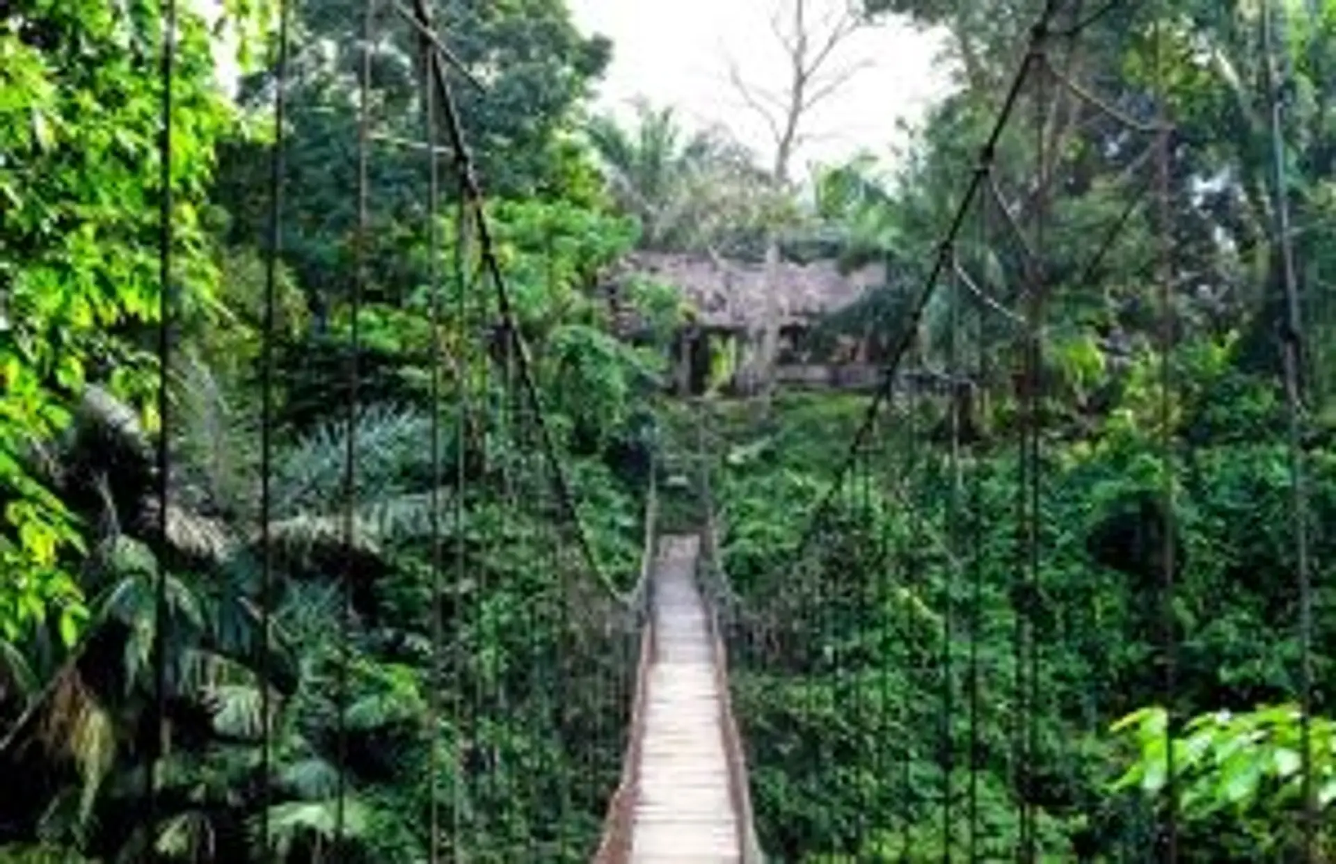 Randonneur en plein trek dans la jungle dense du parc national de Gunung Leuser à Sumatra
