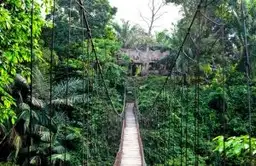Randonneur en plein trek dans la jungle dense du parc national de Gunung Leuser à Sumatra
