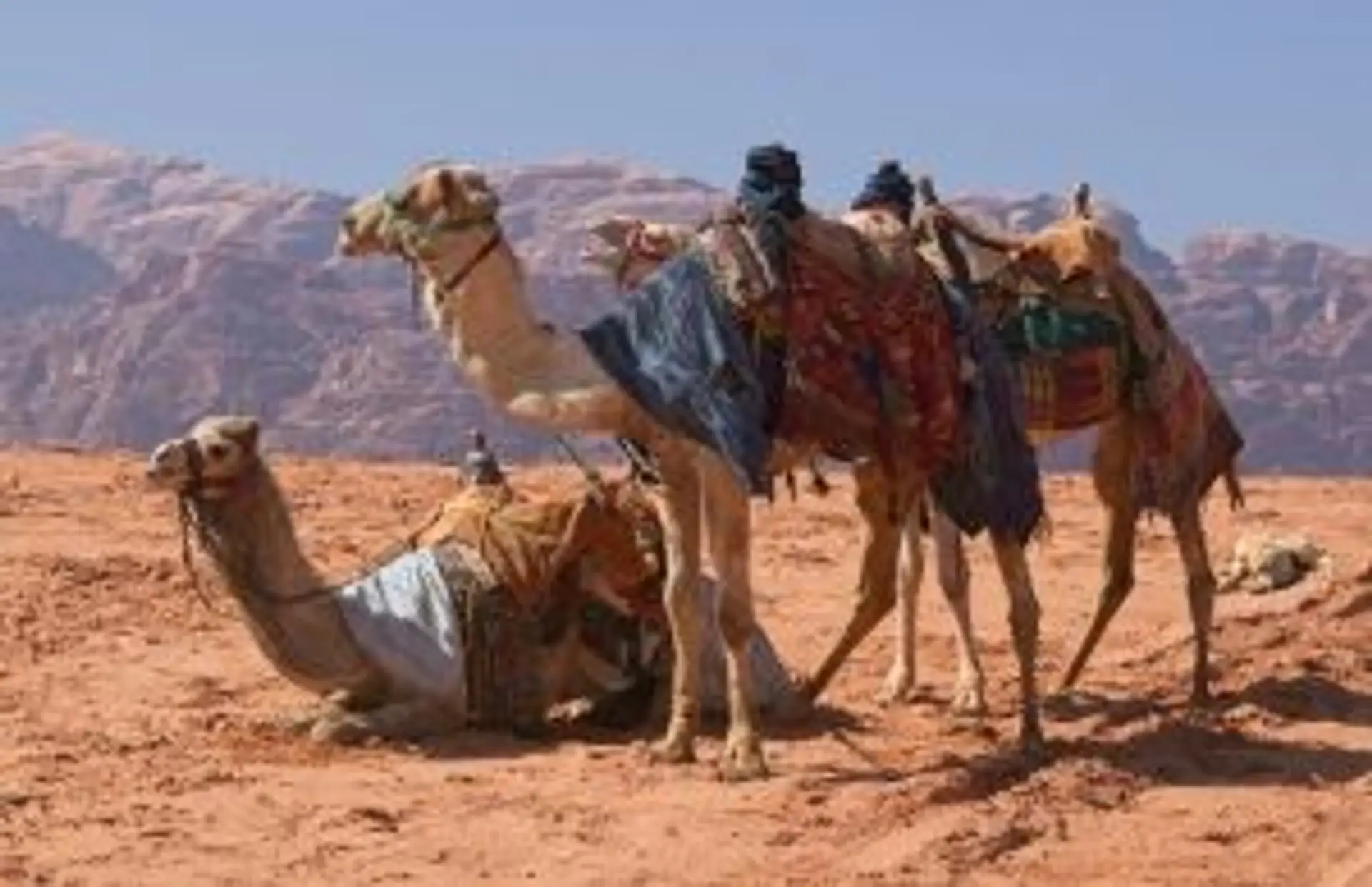 Voyage en Jordanie — Chameaux harnachés se reposant dans le désert rouge du Wadi Rum sous un ciel bleu.