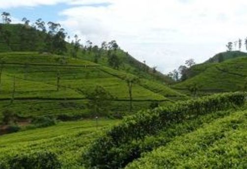 Travel in Asia - A lush green tea plantation in the central highlands of Sri Lanka