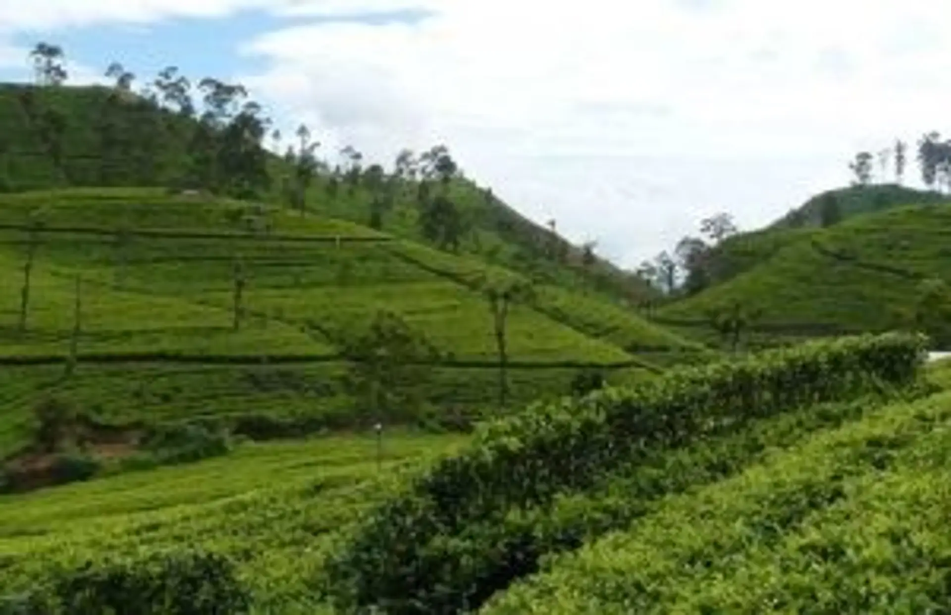 Travel in Asia - A lush green tea plantation in the central highlands of Sri Lanka