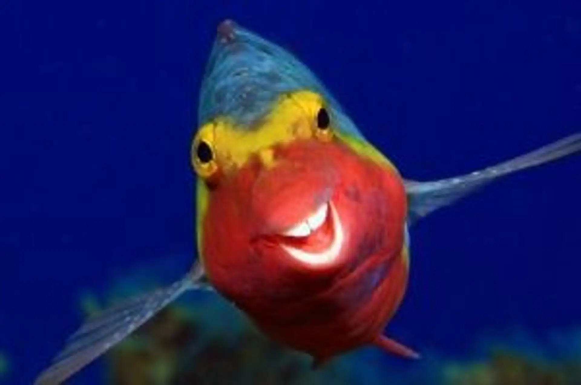 Travel in Asia - A Mediterranean parrotfish with humanlike teeth swimming toward the camera