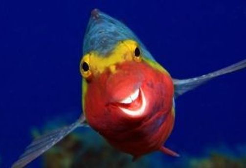 Travel in Asia - A Mediterranean parrotfish with humanlike teeth swimming toward the camera