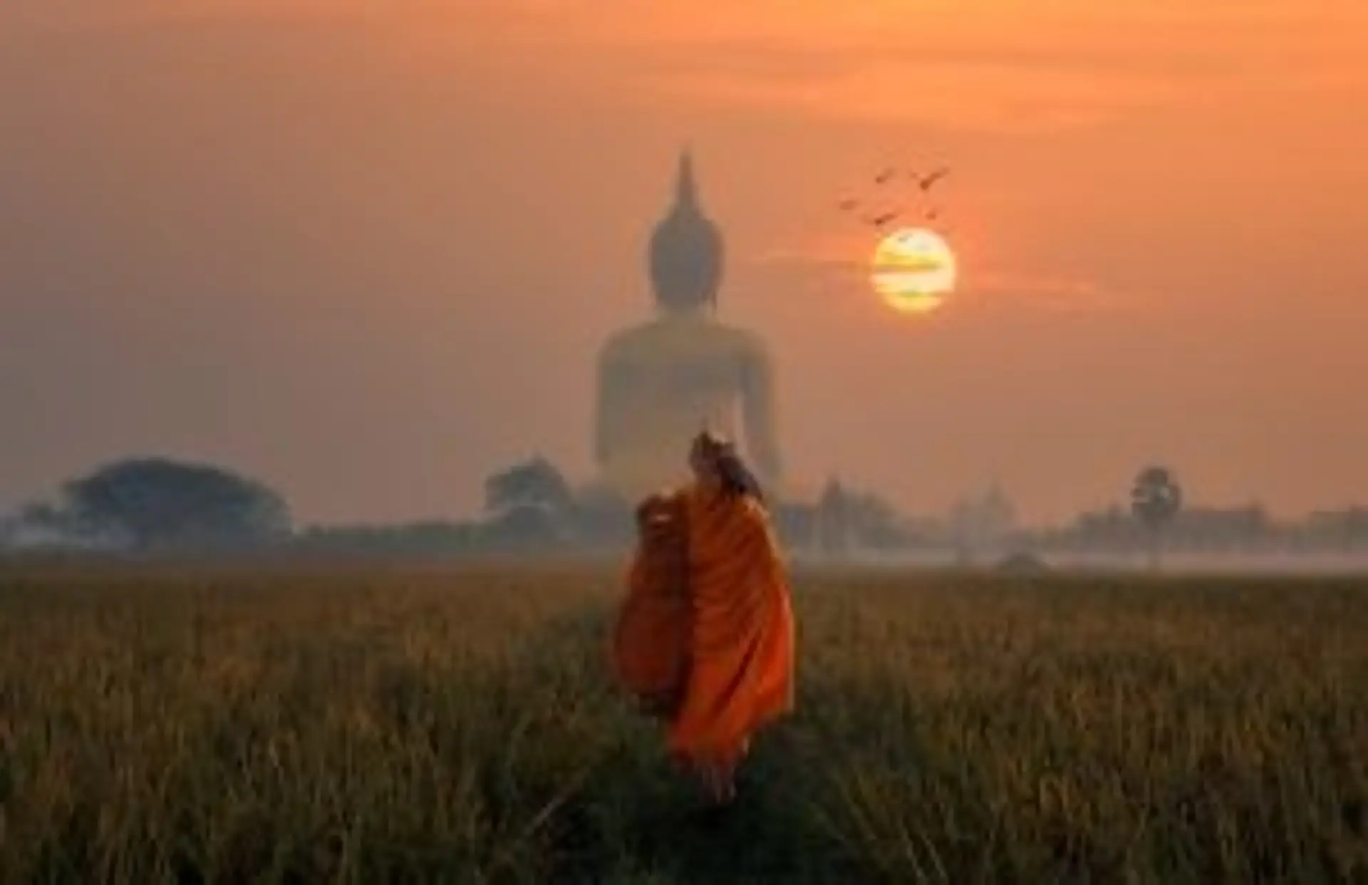 Gros plan sur un éléphant d'Asie mangeant des herbes dans un sanctuaire éthique en Thaïlande.