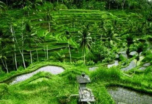 Voyage en Asie — rizières en terrasses verdoyantes à Bali avec palmiers tropicaux et paysage agricole traditionnel près d’Ubud
