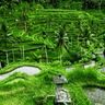 Voyage en Asie — rizières en terrasses verdoyantes à Bali avec palmiers tropicaux et paysage agricole traditionnel près d’Ubud