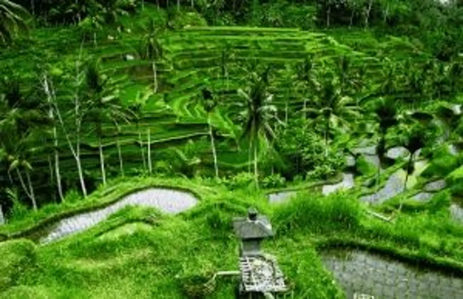 Voyage en Asie — rizières en terrasses verdoyantes à Bali avec palmiers tropicaux et paysage agricole traditionnel près d’Ubud