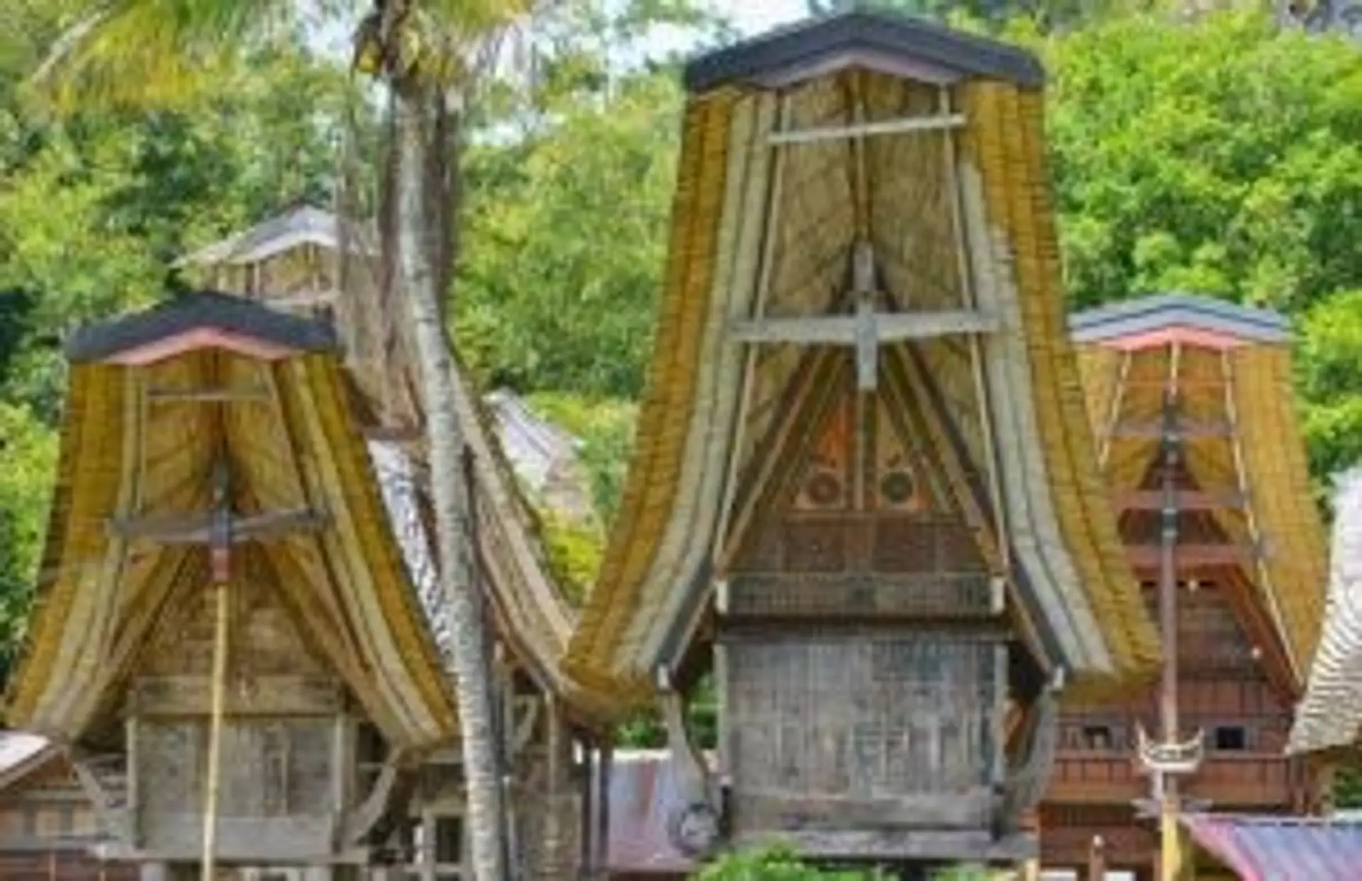 Voyage en Indonésie – Maisons traditionnelles Tongkonan du peuple Toraja avec leurs toits en forme de proue de bateau à Sulawesi.
