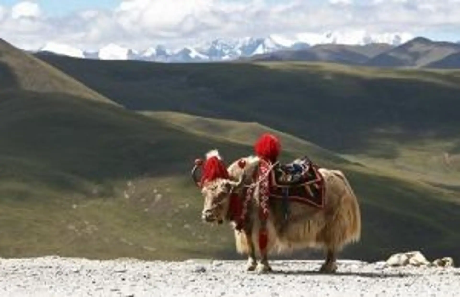 Yack domestiqué avec décorations traditionnelles face aux sommets de l'Himalaya au Bhoutan