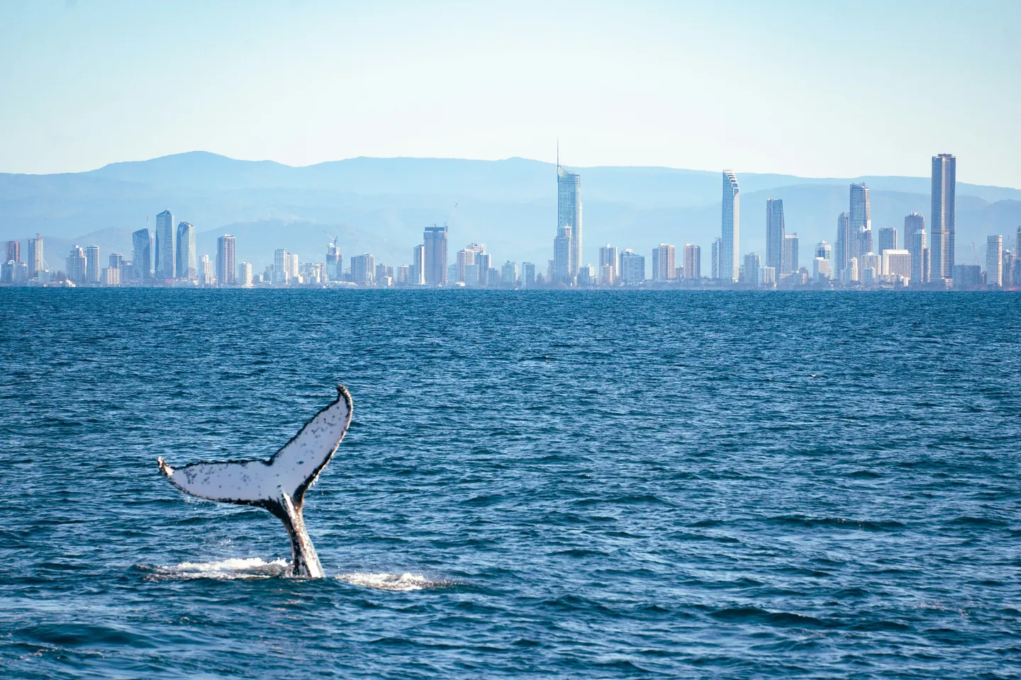 Queue de baleine émergeant de l'océan avec la ligne d'horizon urbaine de la Gold Coast en arrière-plan