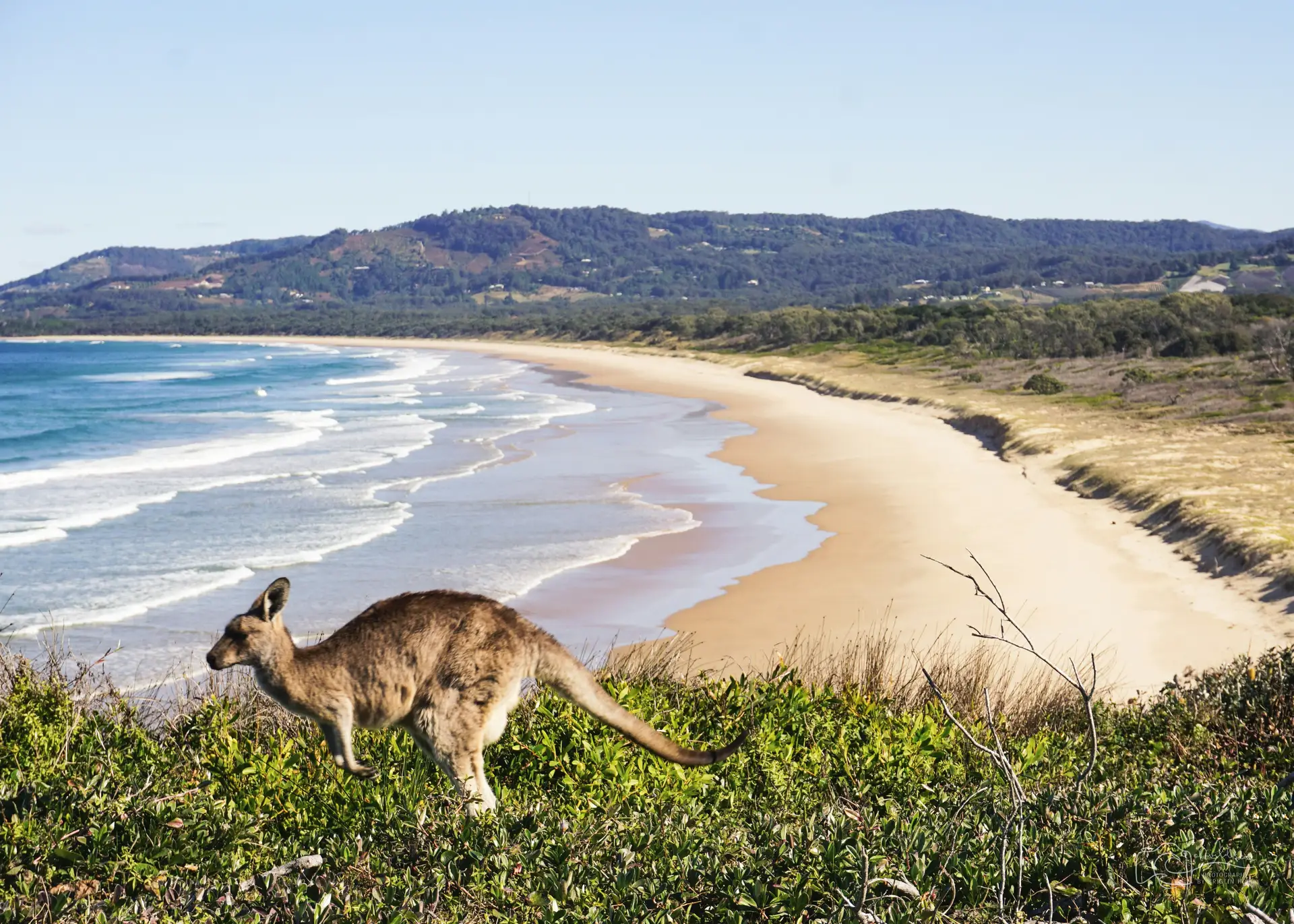 Un kangourou sur une colline herbeuse dominant une plage, illustrant la diversité climatique lors d'un voyage en Australie.