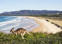 Un kangourou sur une colline herbeuse dominant une plage, illustrant la diversité climatique lors d'un voyage en Australie.