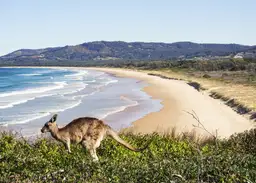 Un kangourou sur une colline herbeuse dominant une plage, illustrant la diversité climatique lors d'un voyage en Australie.