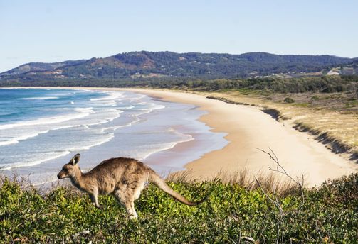 Un kangourou sur une colline herbeuse dominant une plage, illustrant la diversité climatique lors d'un voyage en Australie.