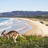 Un kangourou sur une colline herbeuse dominant une plage, illustrant la diversité climatique lors d'un voyage en Australie.