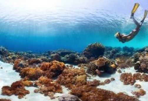Voyage en Asie — Personne faisant du snorkeling au-dessus d'un récif corallien à Bali : eau claire et lumière pénétrante.