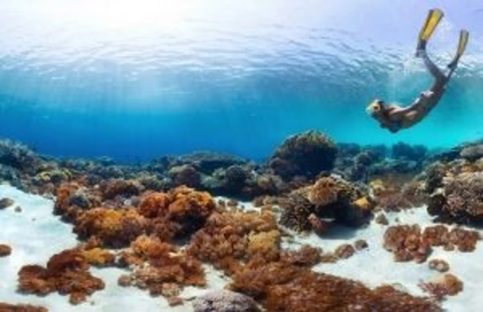 Voyage en Indonésie – Personne pratiquant le snorkeling au-dessus d'un récif de corail préservé sous un ciel clair.