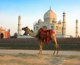Travel in Asia - A camel waiting in front of the Taj Mahal in India
