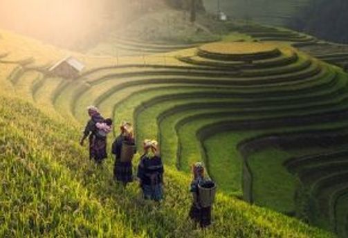 Travel in Asia - Four famers walking through terraced rice paddies in Vietnam