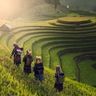 Travel in Asia - Four famers walking through terraced rice paddies in Vietnam