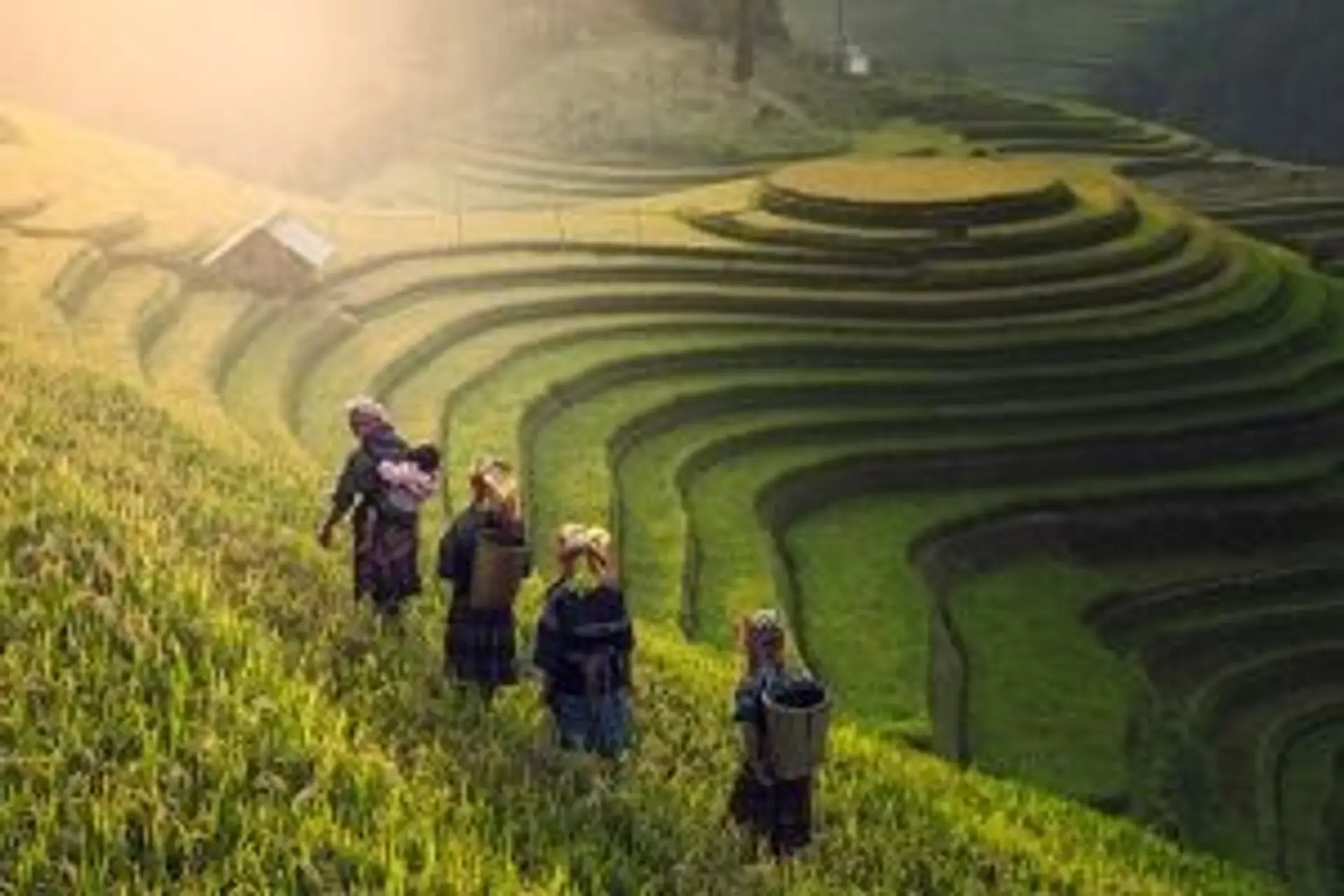 Travel in Asia - Four famers walking through terraced rice paddies in Vietnam