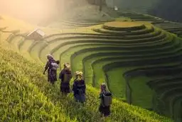 Travel in Asia - Four famers walking through terraced rice paddies in Vietnam