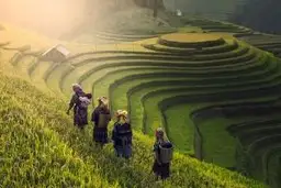 Travel in Asia - Four famers walking through terraced rice paddies in Vietnam