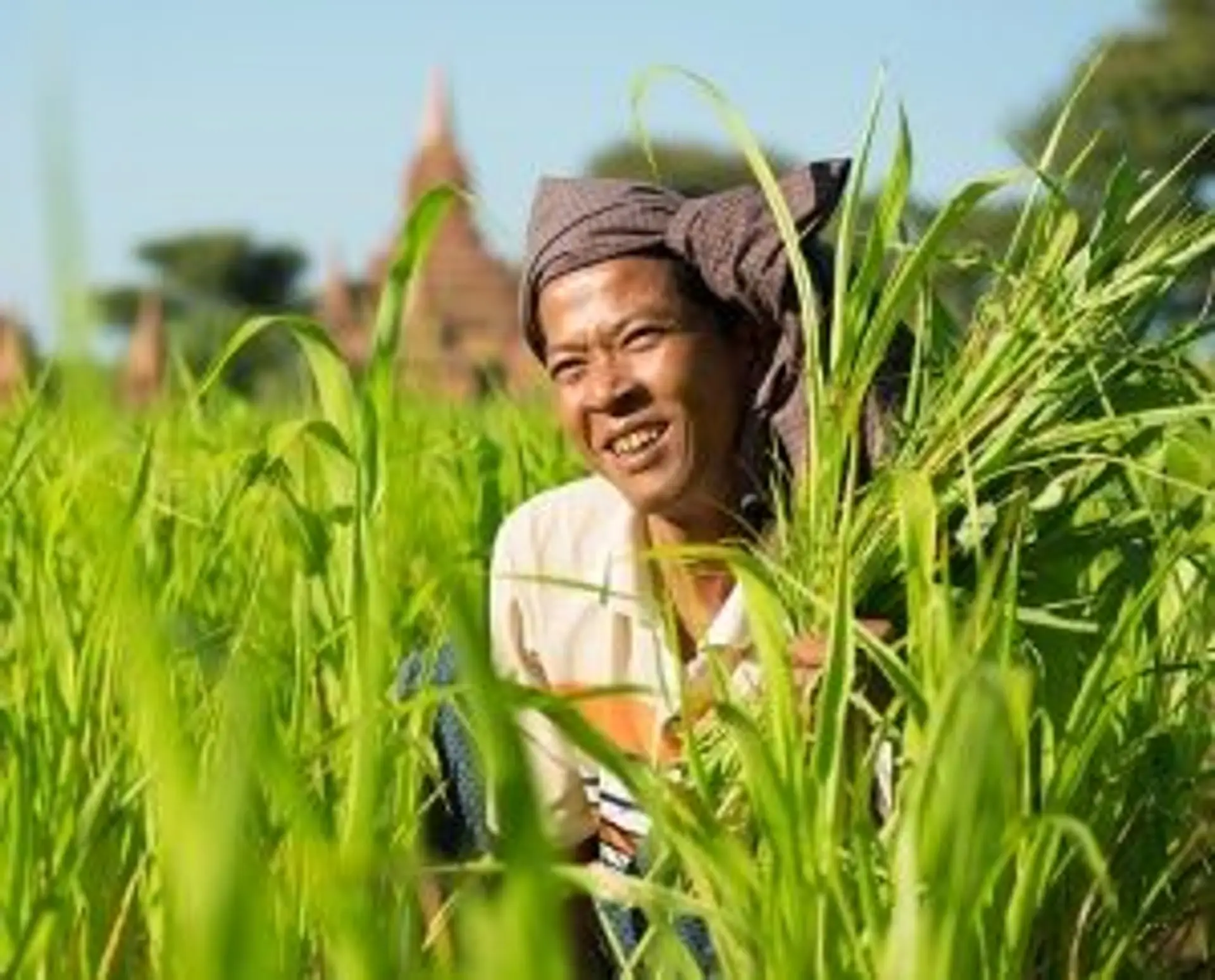 Travel in Asia - A farmer standing amongst tall rice plants in Myanmar