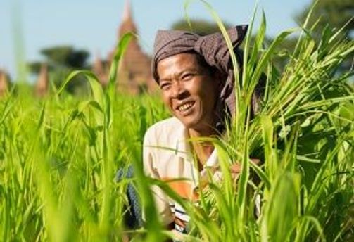 Travel in Asia - A farmer standing amongst tall rice plants in Myanmar