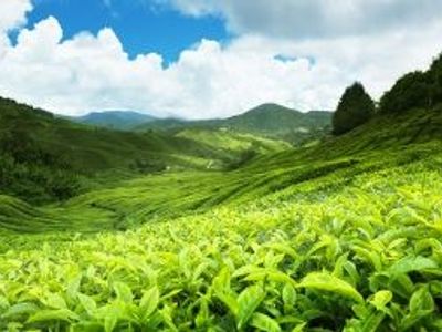 Sustainable Travel in Sri Lanka