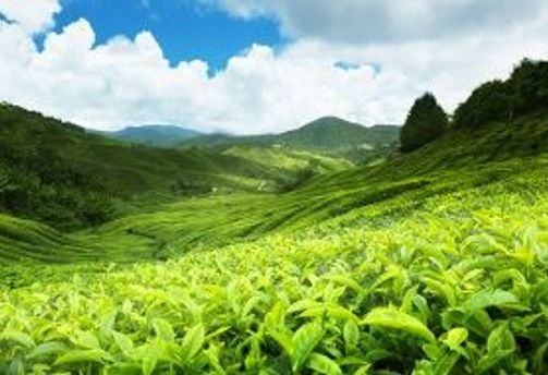 Travel in Asia - A lush green tea plantation under blue skies in central Sri Lanka