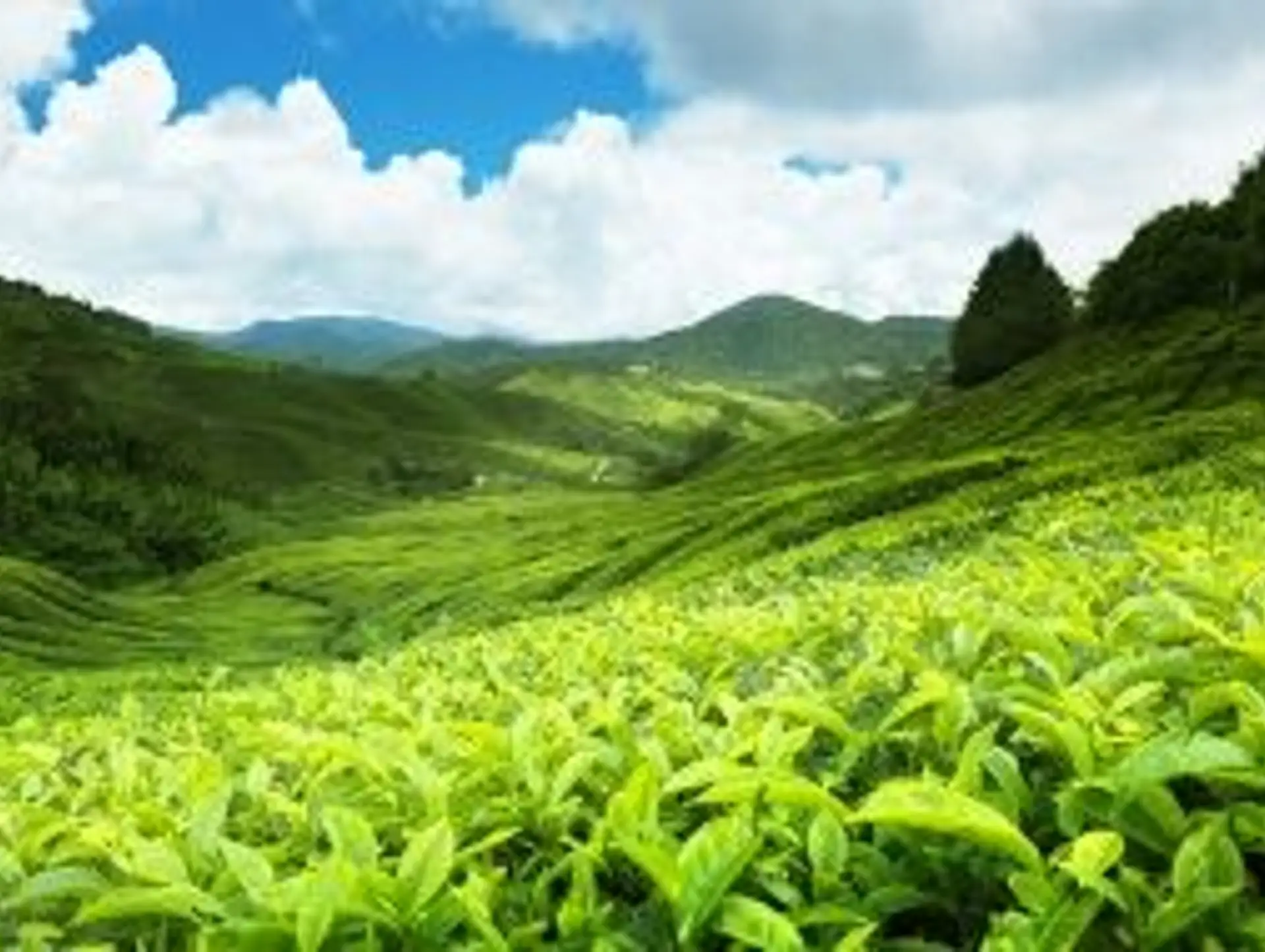 Sustainable Travel in Sri Lanka