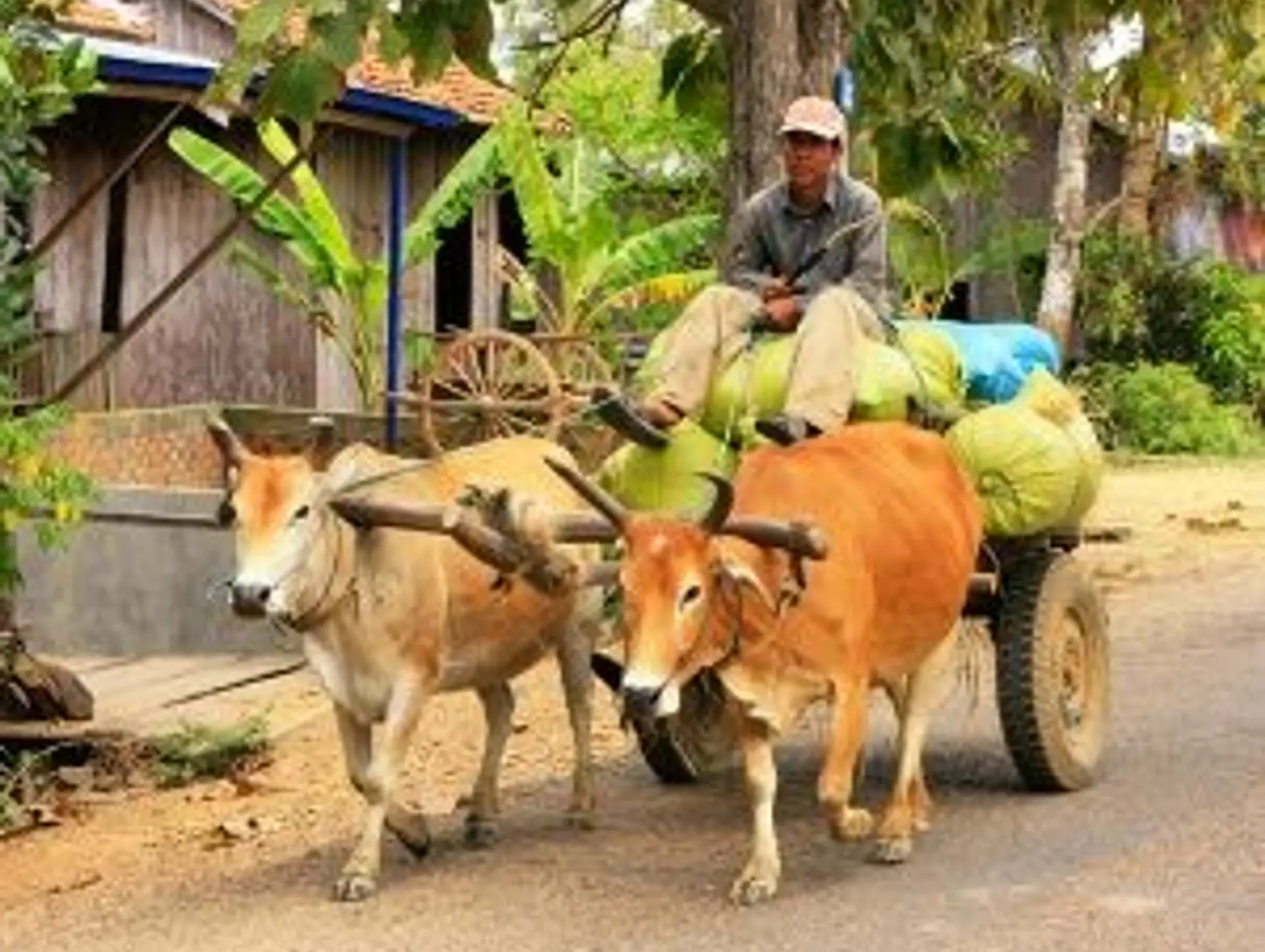 Options de transports à travers le Cambodge