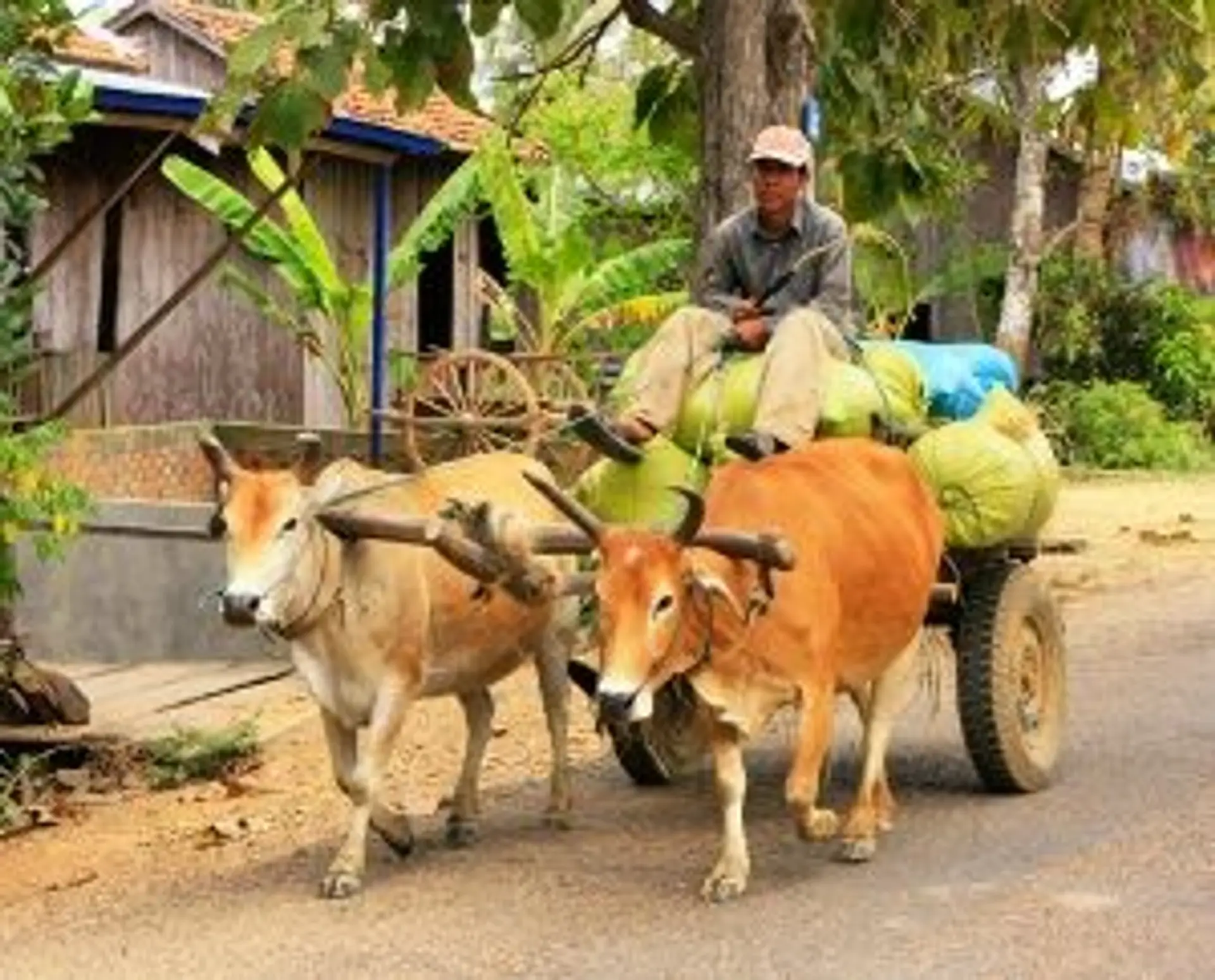 Voyage au Cambodge — Paysan guidant une charrette à zébus, un mode de transport traditionnel dans les campagnes cambodgienes.