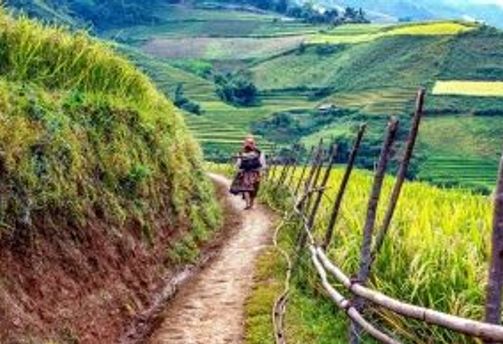 Travel in Asia - A person walking through rice terraces of the Hoang Lien National Park in Sapa, Vietnam