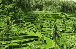 Paysage de rizières en terrasses verdoyantes entourées de palmiers tropicaux sous un ciel clair à Bali.