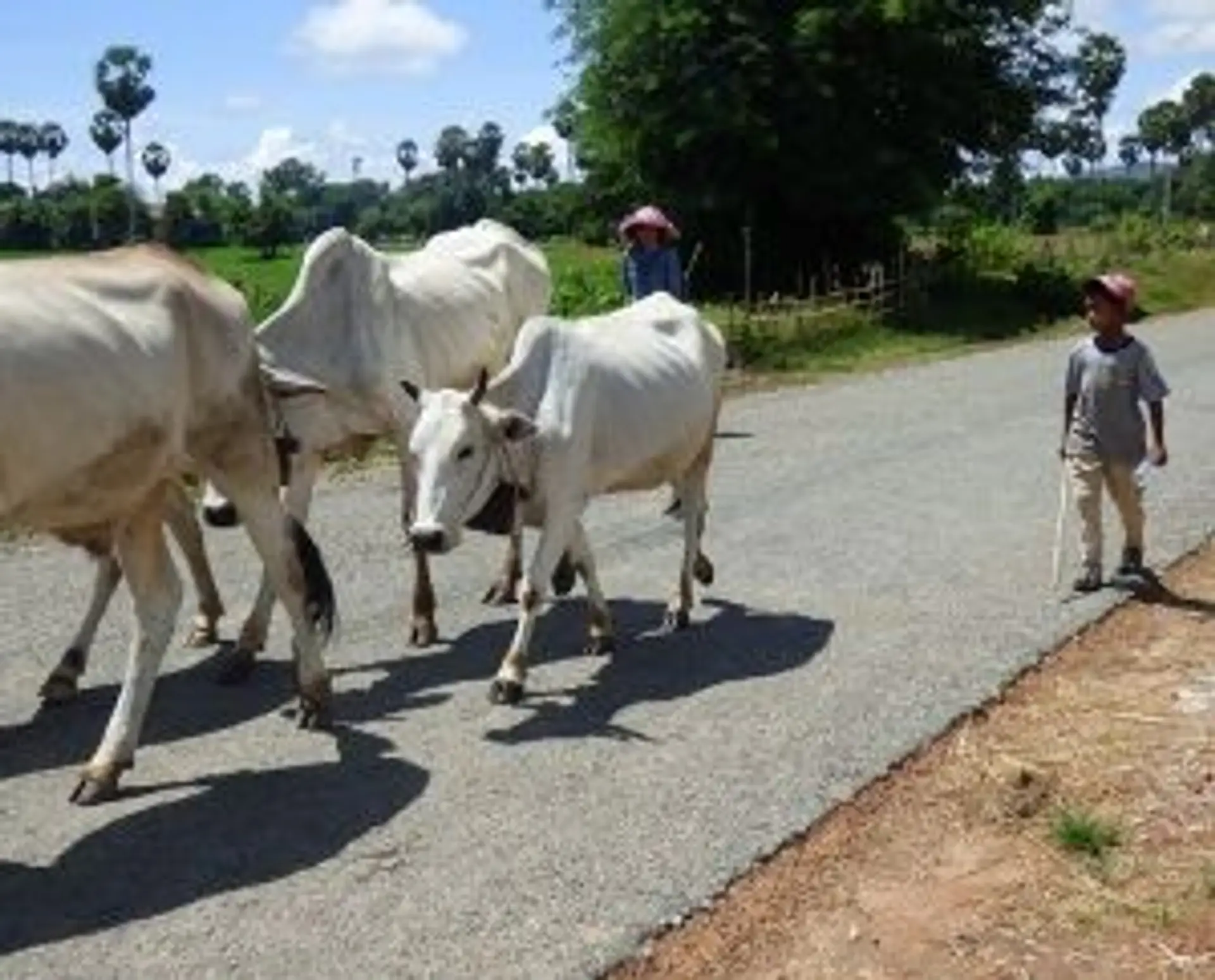Voyage au Cambodge — Paysans guidant des zébus sur une route rurale bordée de palmiers à sucre.