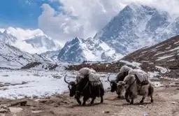 Caravane de yaks portant des charges dans un paysage enneigé de l'Himalaya au Népal