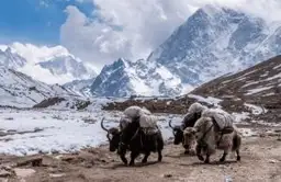 Caravane de yaks portant des charges dans un paysage enneigé de l'Himalaya au Népal