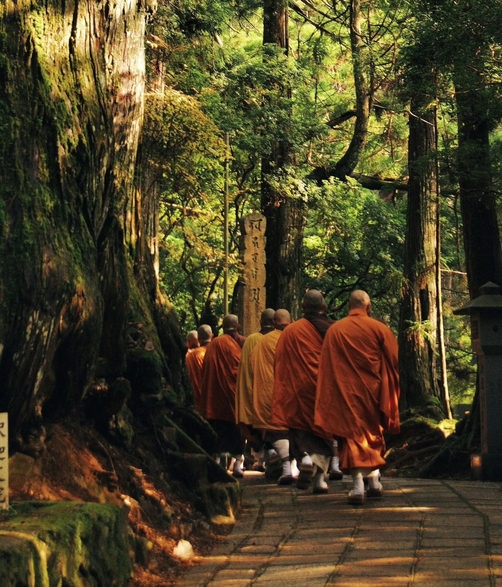 Moines bouddhistes en robe safran marchant à travers une forêt de cèdres centenaires sur le Mont Koya au Japon.